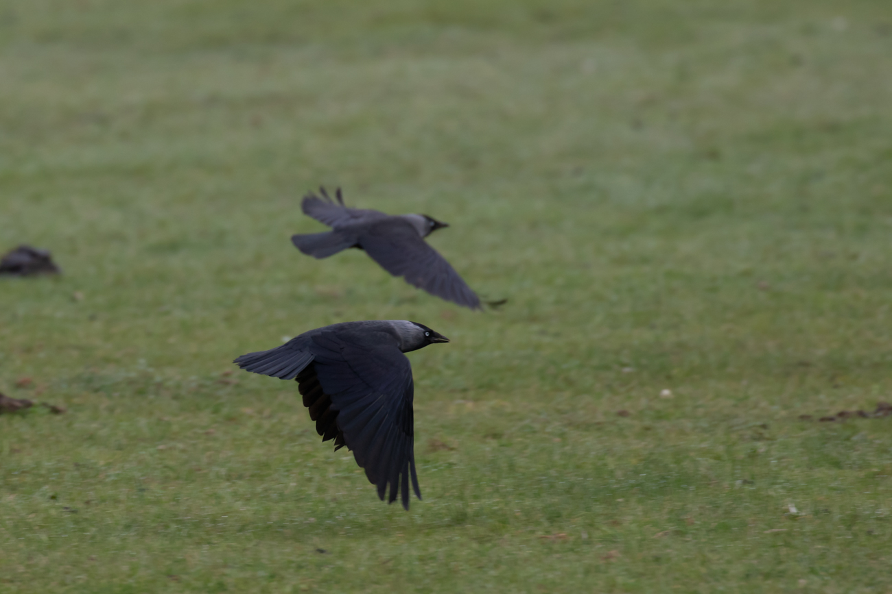 Neben den St&ouml;rchen gibt es in Beeden auch Dohlen ...