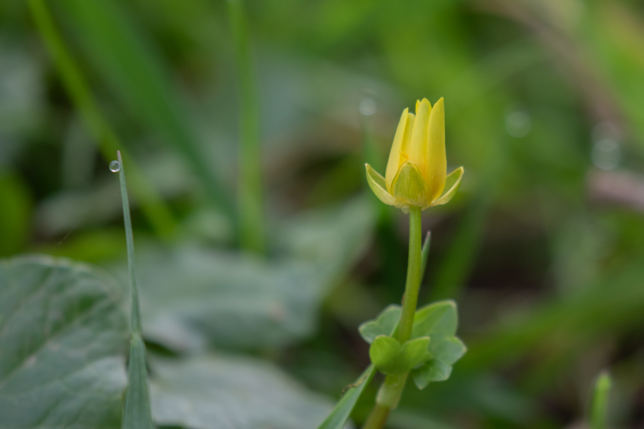 ... sondern ein paar Bl&uuml;ten