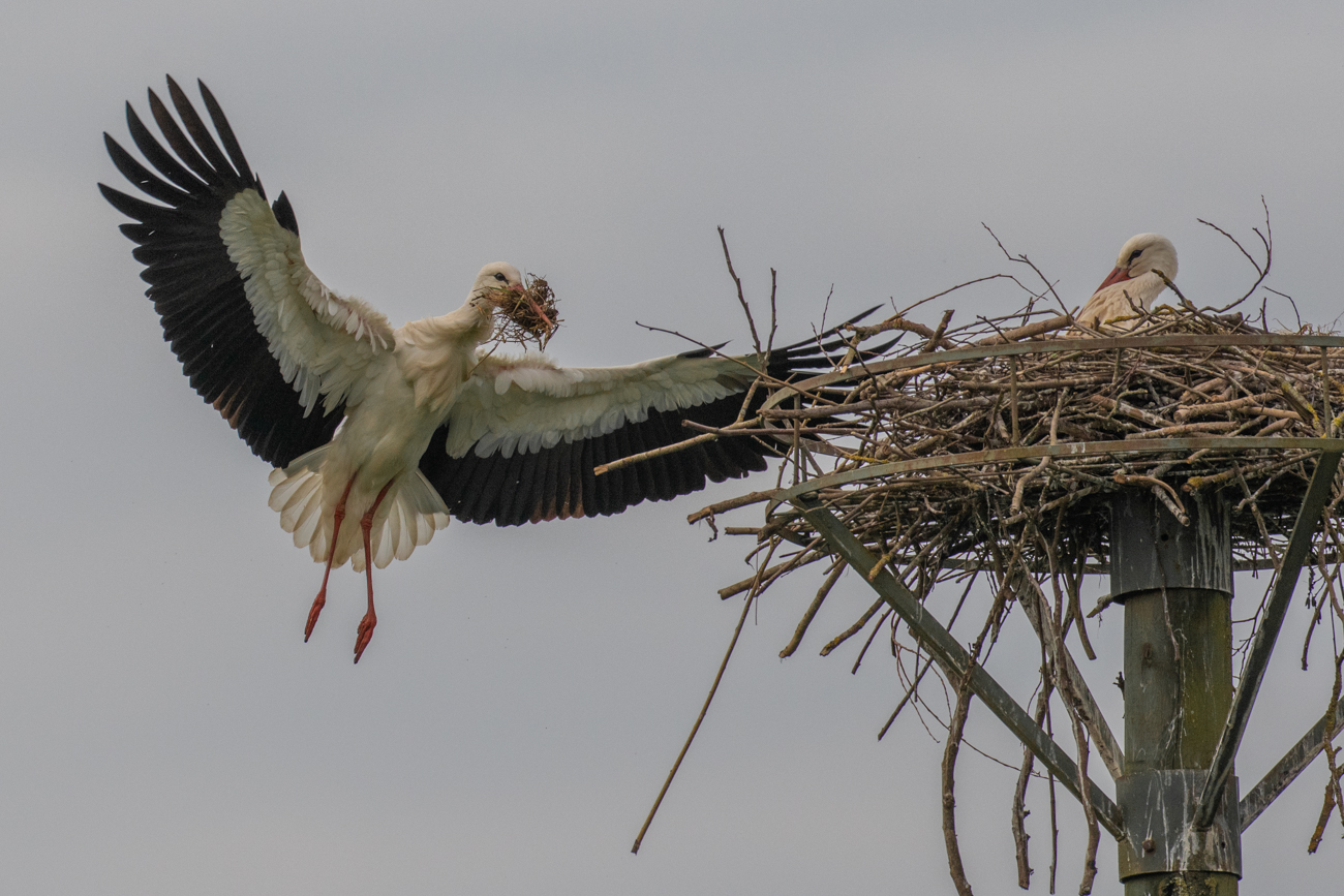 Mit ausgebreiteten Schwingen ...