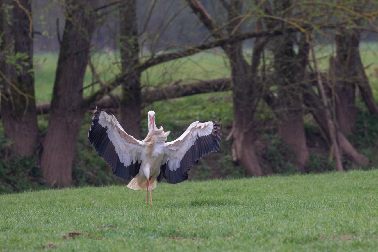 ... und grazil gelandet