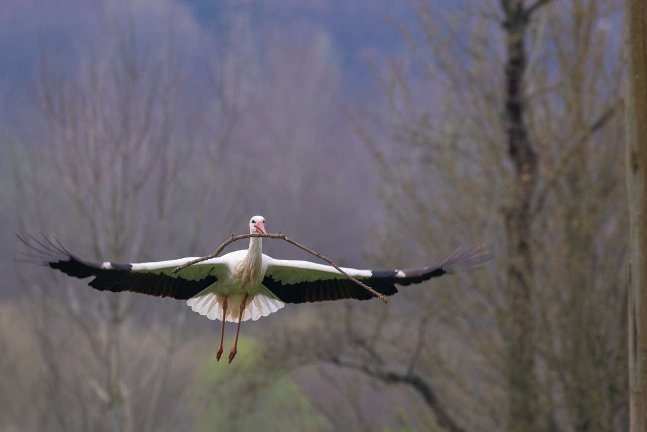 ... und R&uuml;ckflug zum Nest
