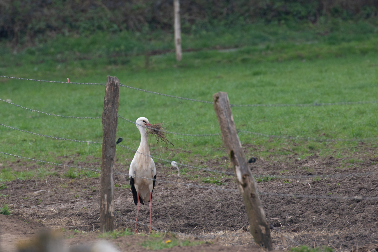 Es wird weiter flei&szlig;ig Nistmaterial gesammelt ...