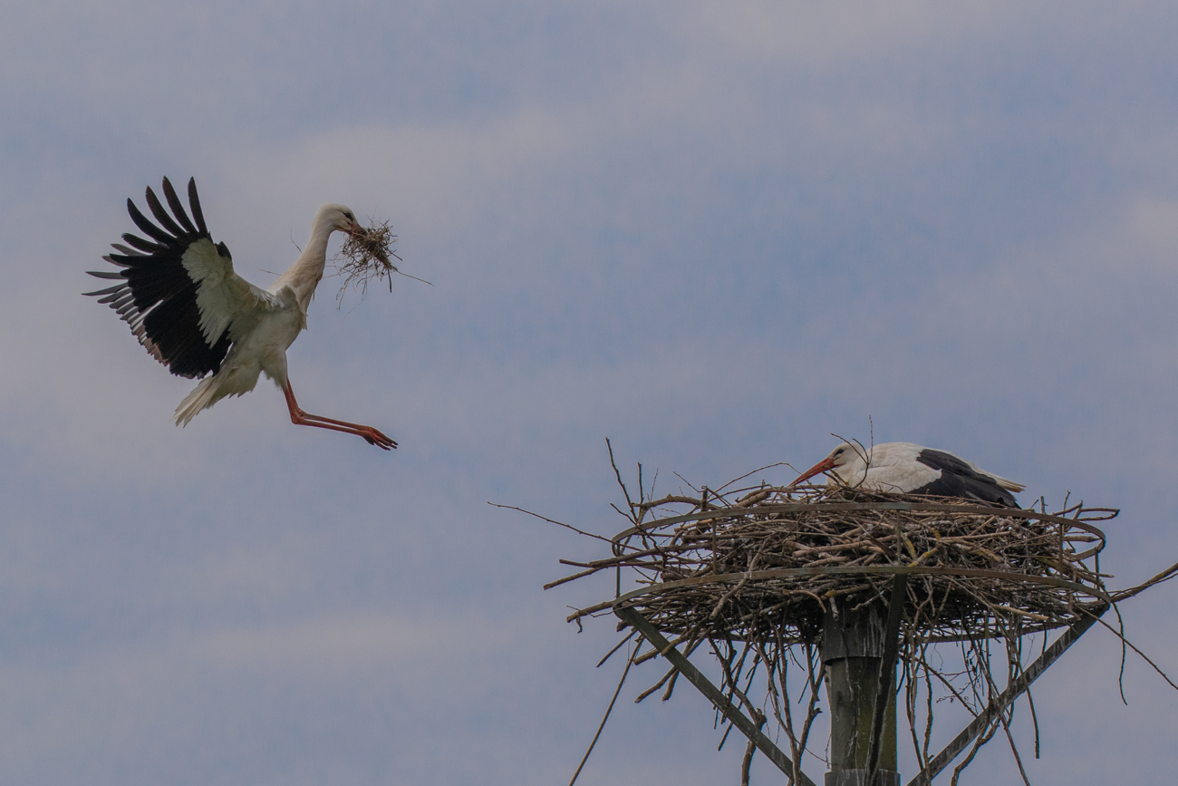 ... zum Nest transportiert