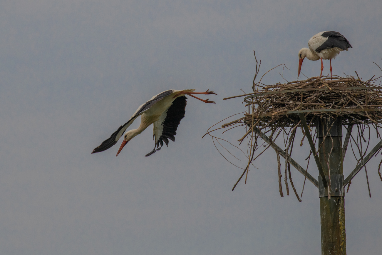 ... und st&uuml;rzt sich in die Tiefe