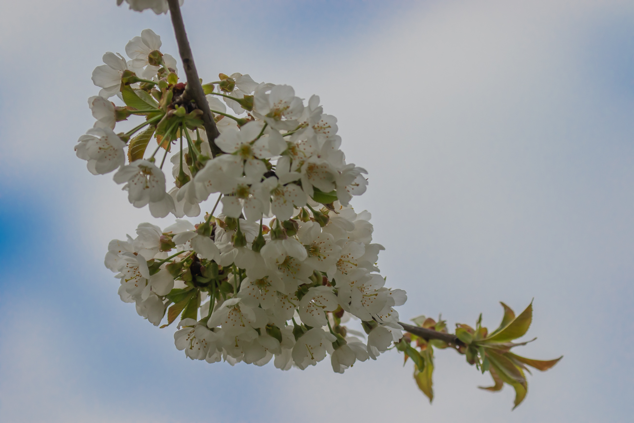 ... und zarte Bl&uuml;ten ...