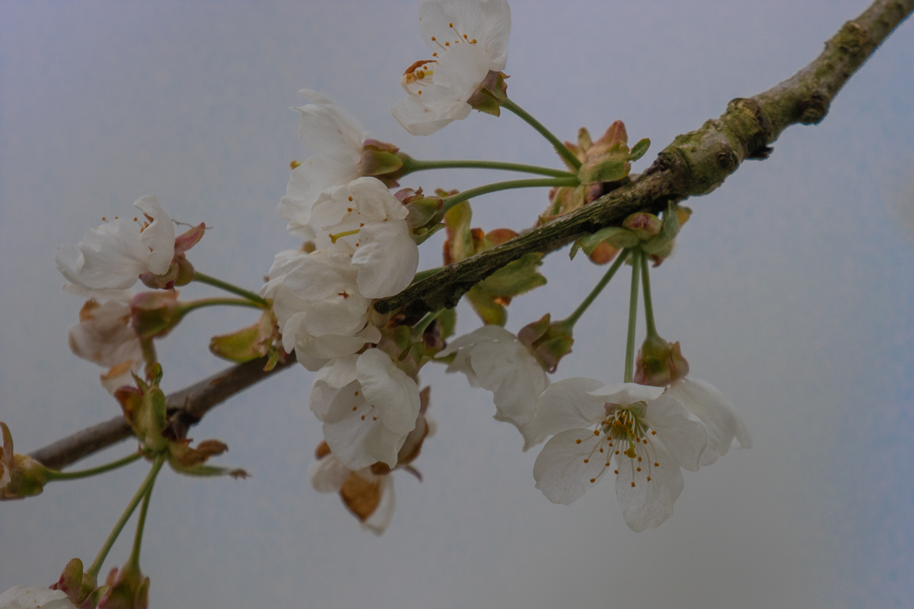 ... an den B&auml;umen