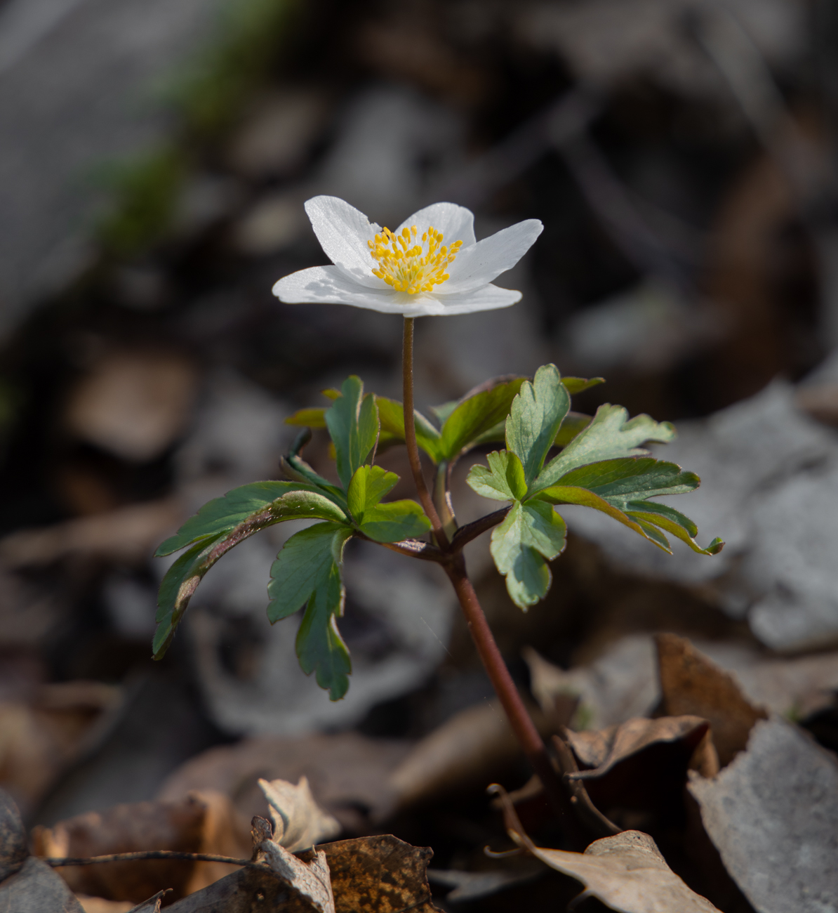 Buschwindr&ouml;schen