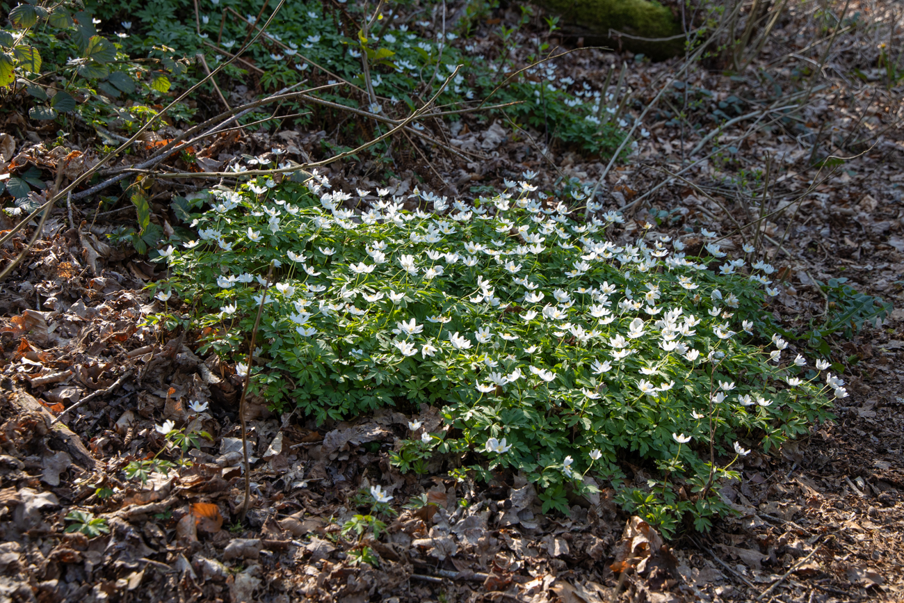 ... Buschwindr&ouml;schen ges&auml;umt