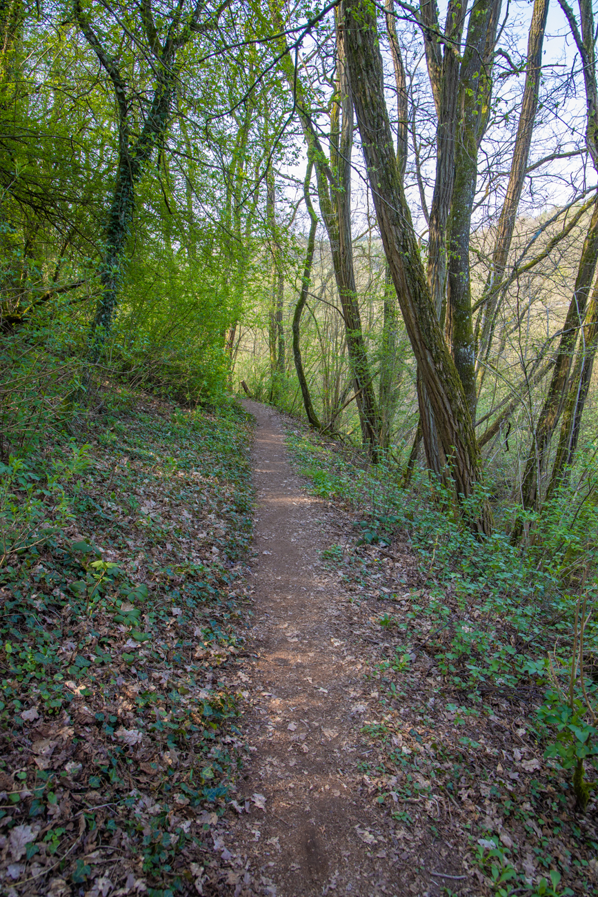 Pfad durch den Wald