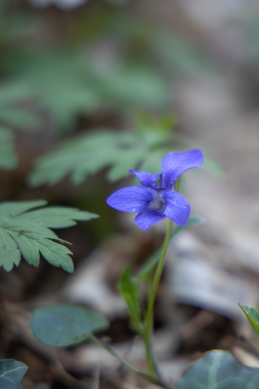 Wald-Veilchen