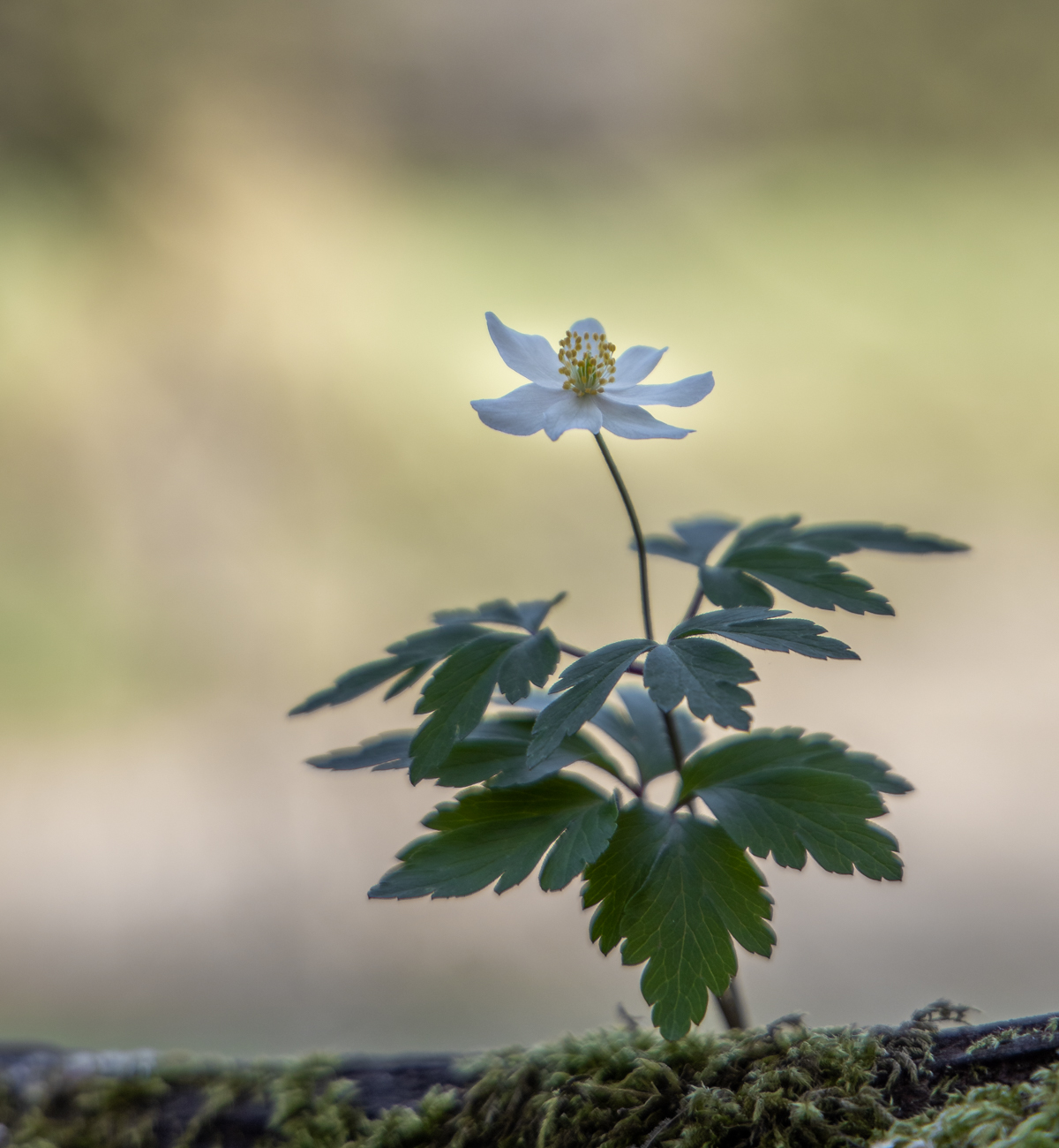 Buschwindr&ouml;schen