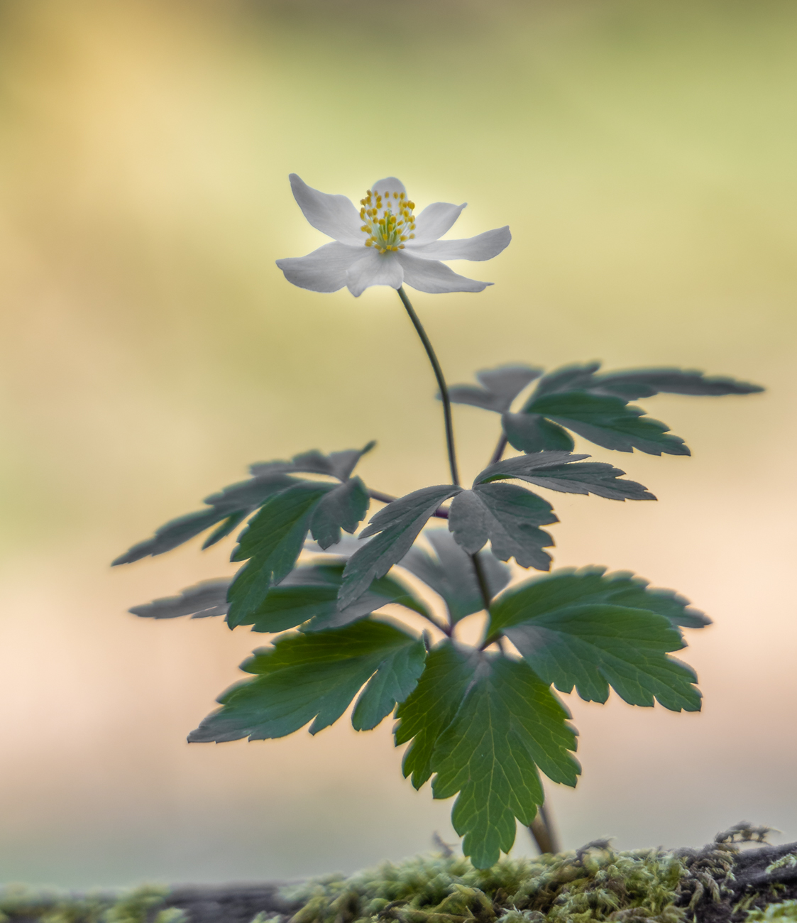 Buschwindr&ouml;schen