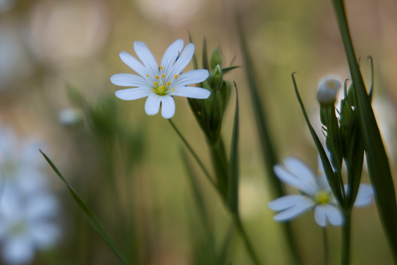 Acker-Hornkraut [Cerastium arvense]