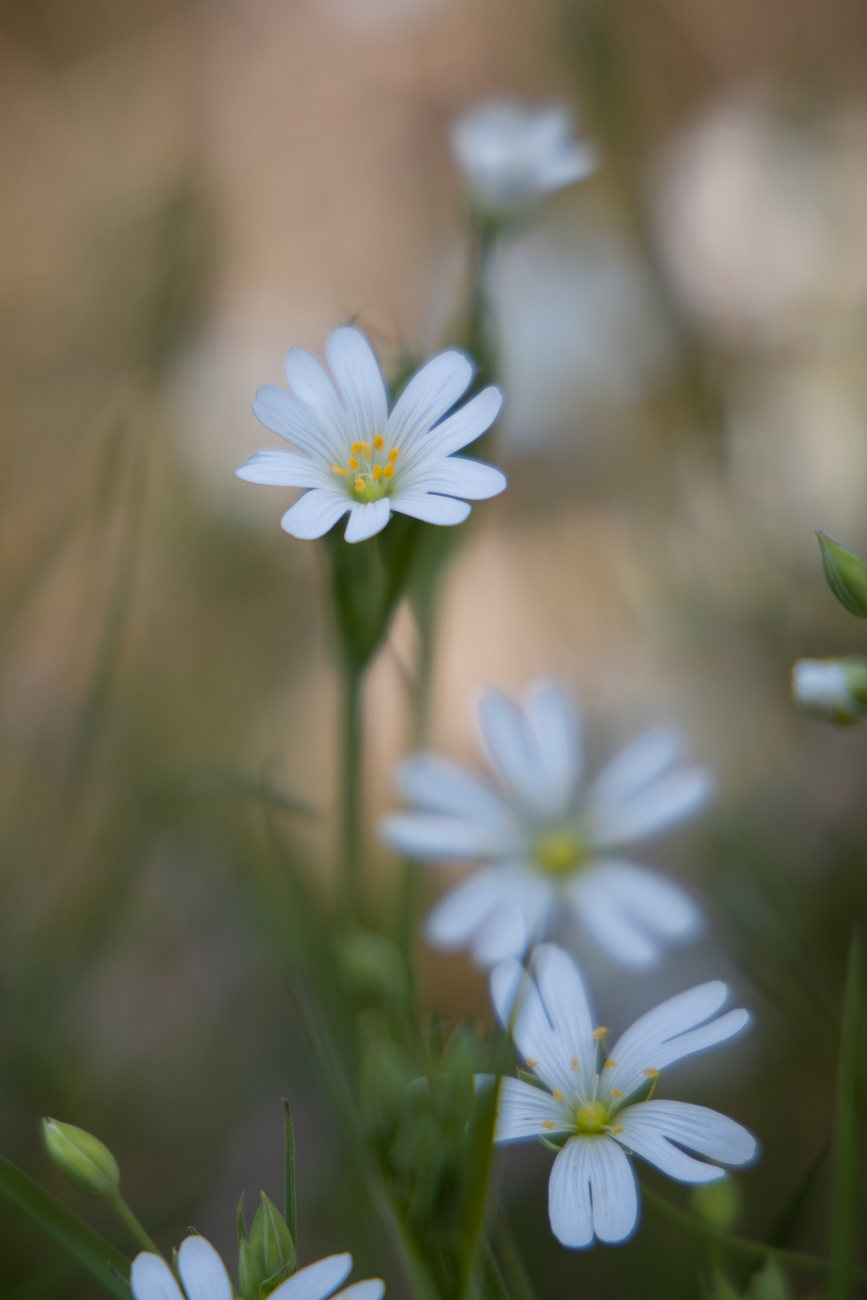 Acker-Hornkraut [Cerastium arvense]