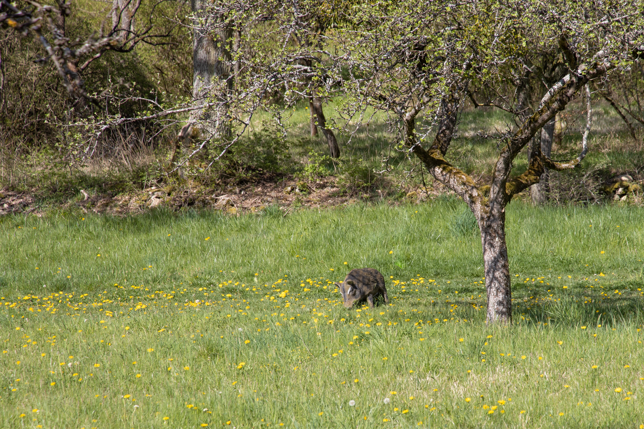 Wildschweine gibt es hier auch ;-)