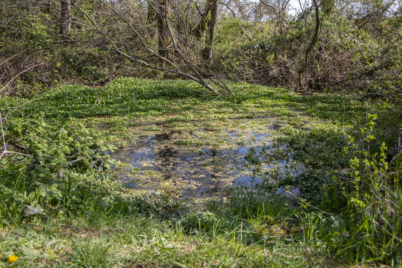 ... und der zugeh&ouml;rige Teich