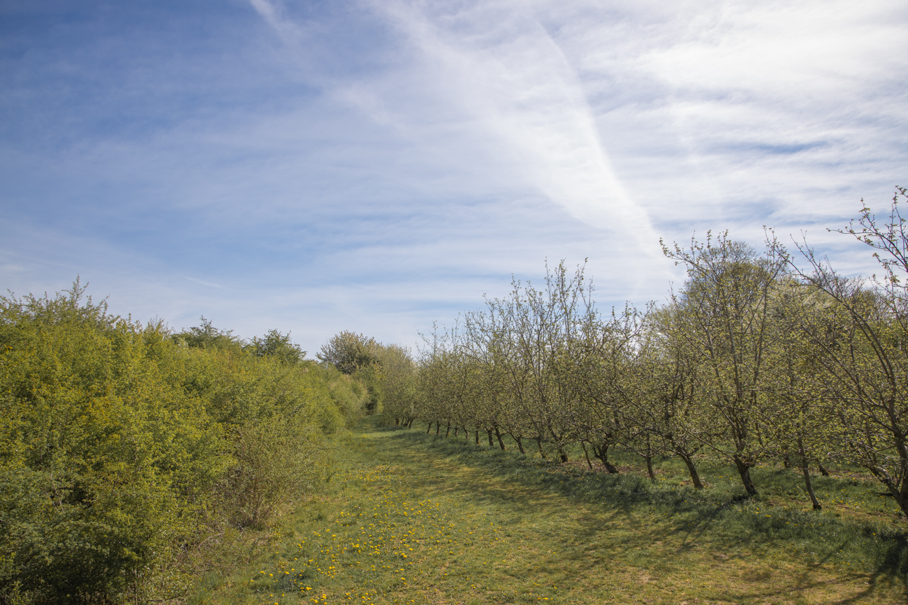 ... und die Obstplantage