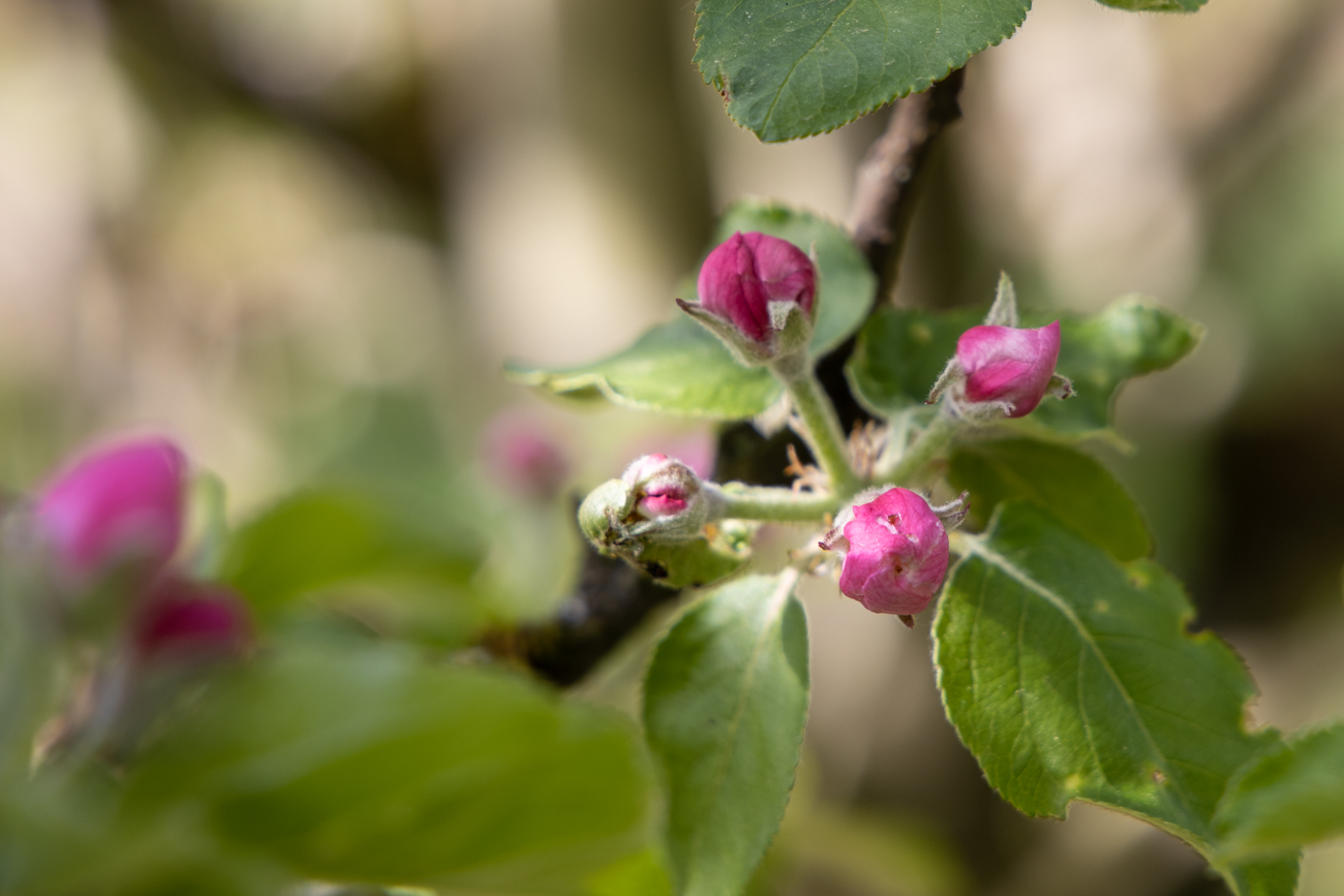 Junge Apfelbl&uuml;ten