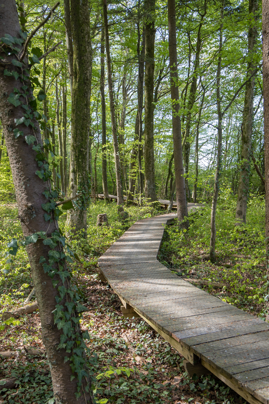 Ein Teil des "Wilder Wald Weges" f&uuml;hrt &uuml;ber Holzbohlenwege