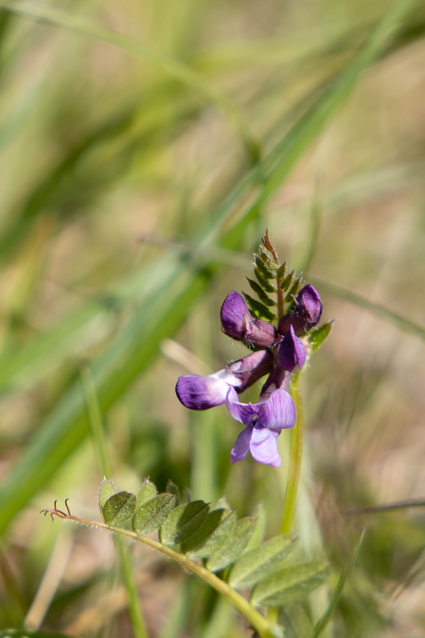 &Uuml;bersehenes Knabenkraut [Dactylorhiza praetermissa]