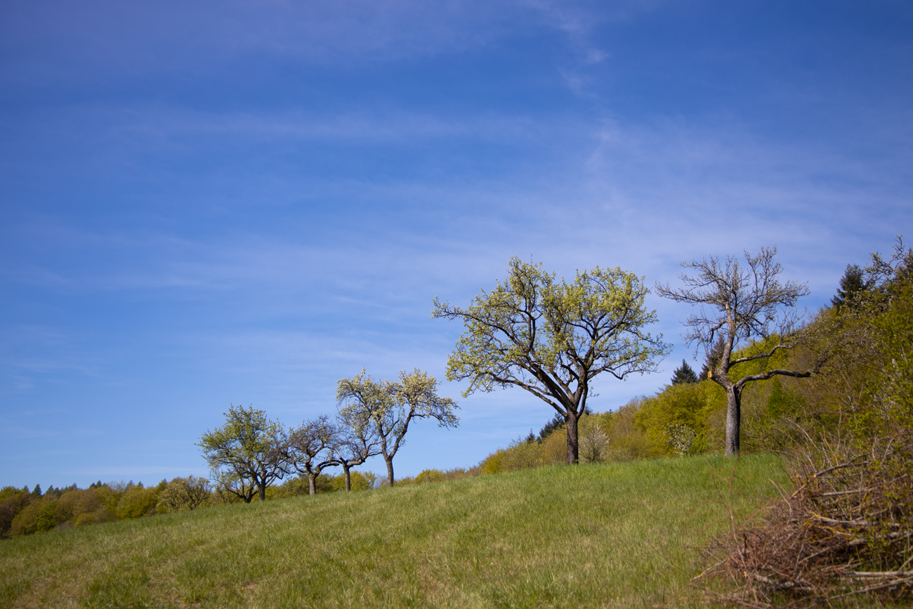 Streuobstwiese