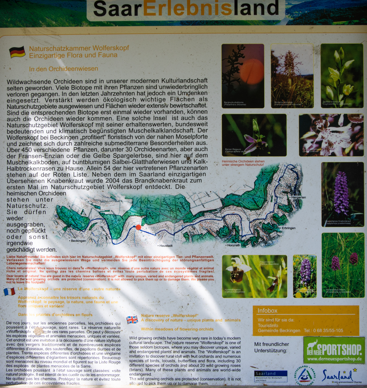 Infos zu den Orchideenwiesen auf dem Wolferskopf