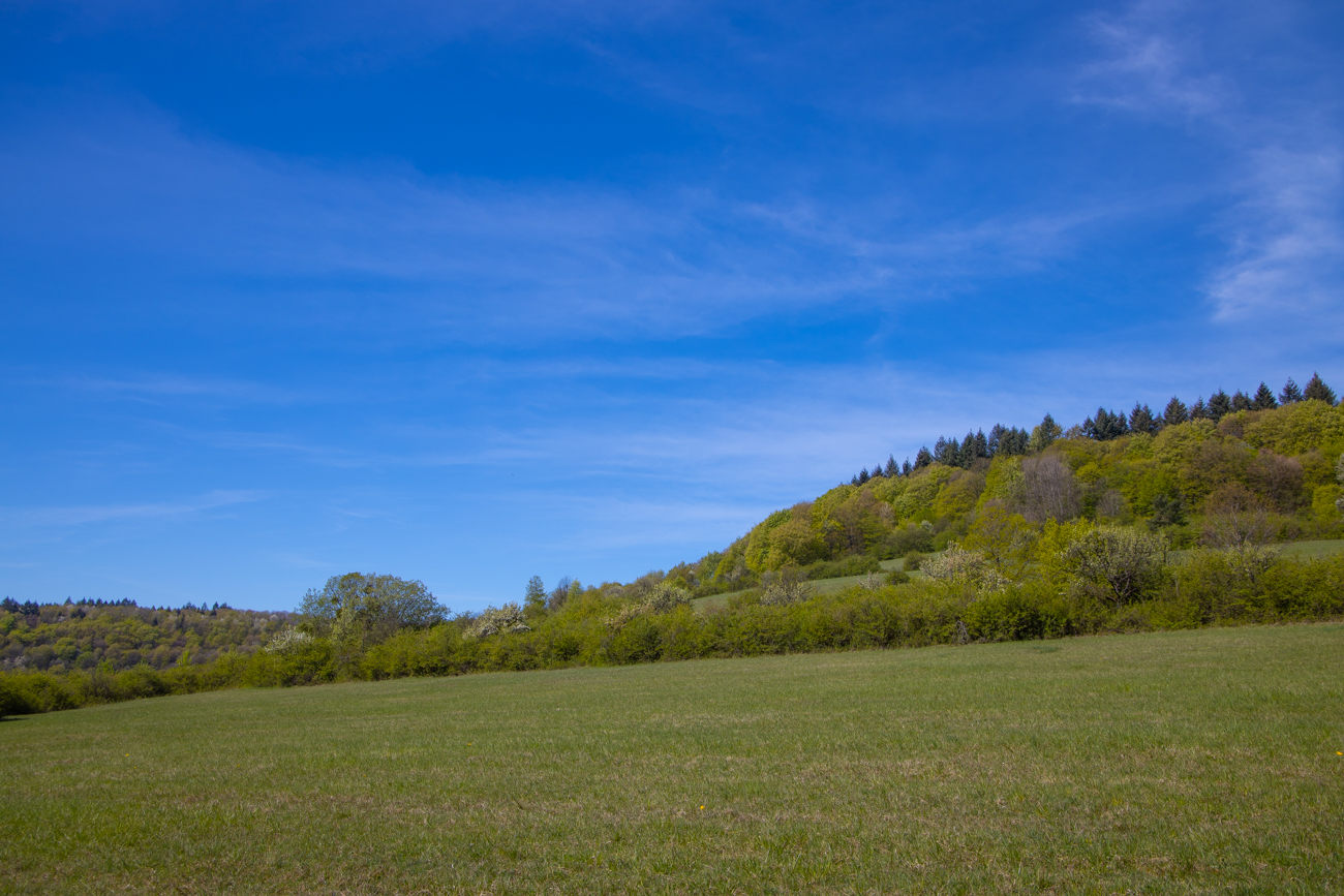 Eine der Orchideenwiesen