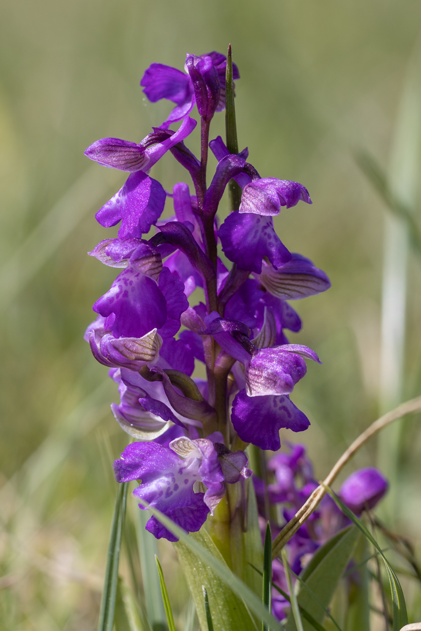 &Uuml;bersehenes Knabenkraut [Dactylorhiza praetermissa]