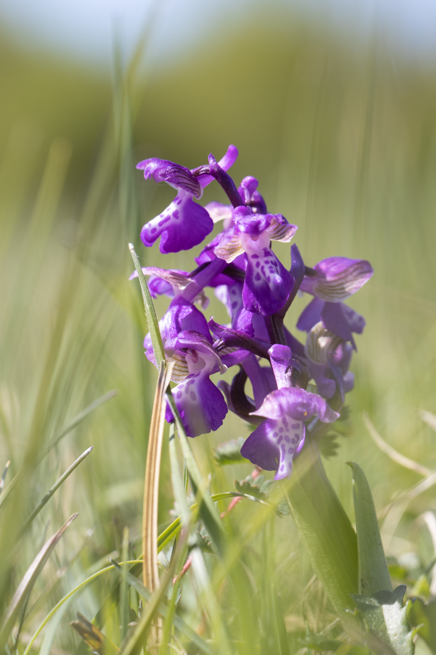 &Uuml;bersehenes Knabenkraut [Dactylorhiza praetermissa]