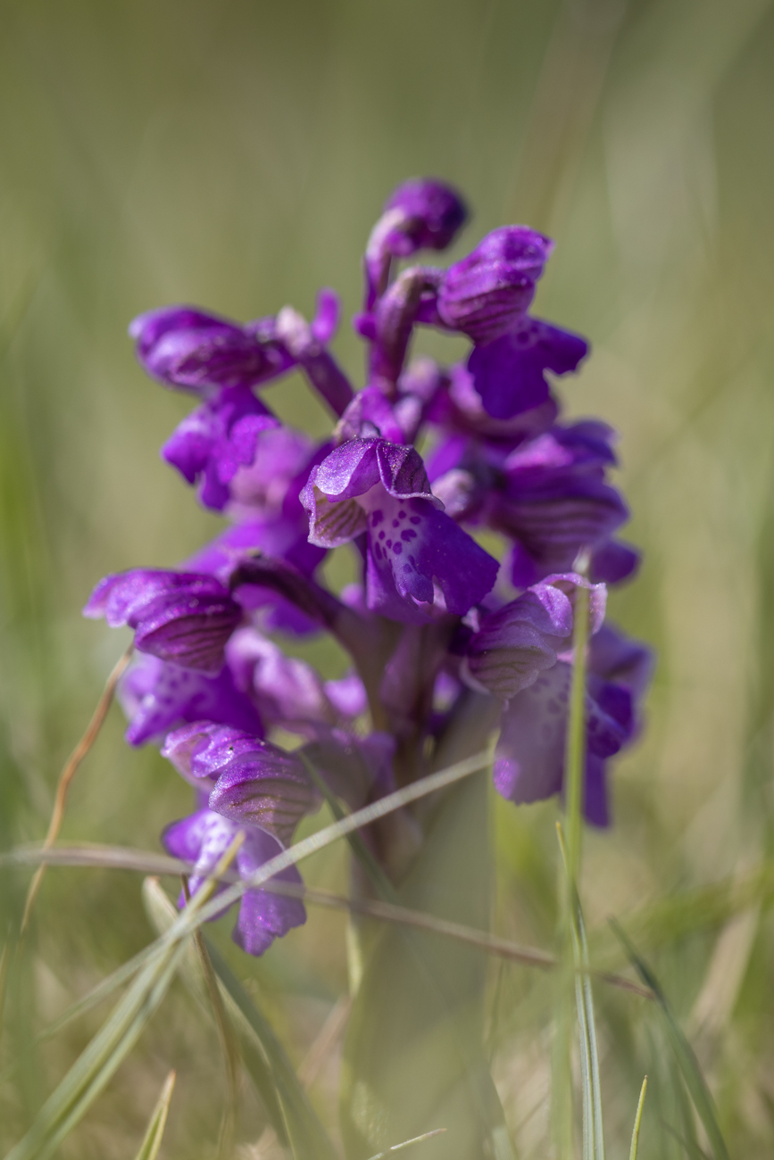 &Uuml;bersehenes Knabenkraut [Dactylorhiza praetermissa]