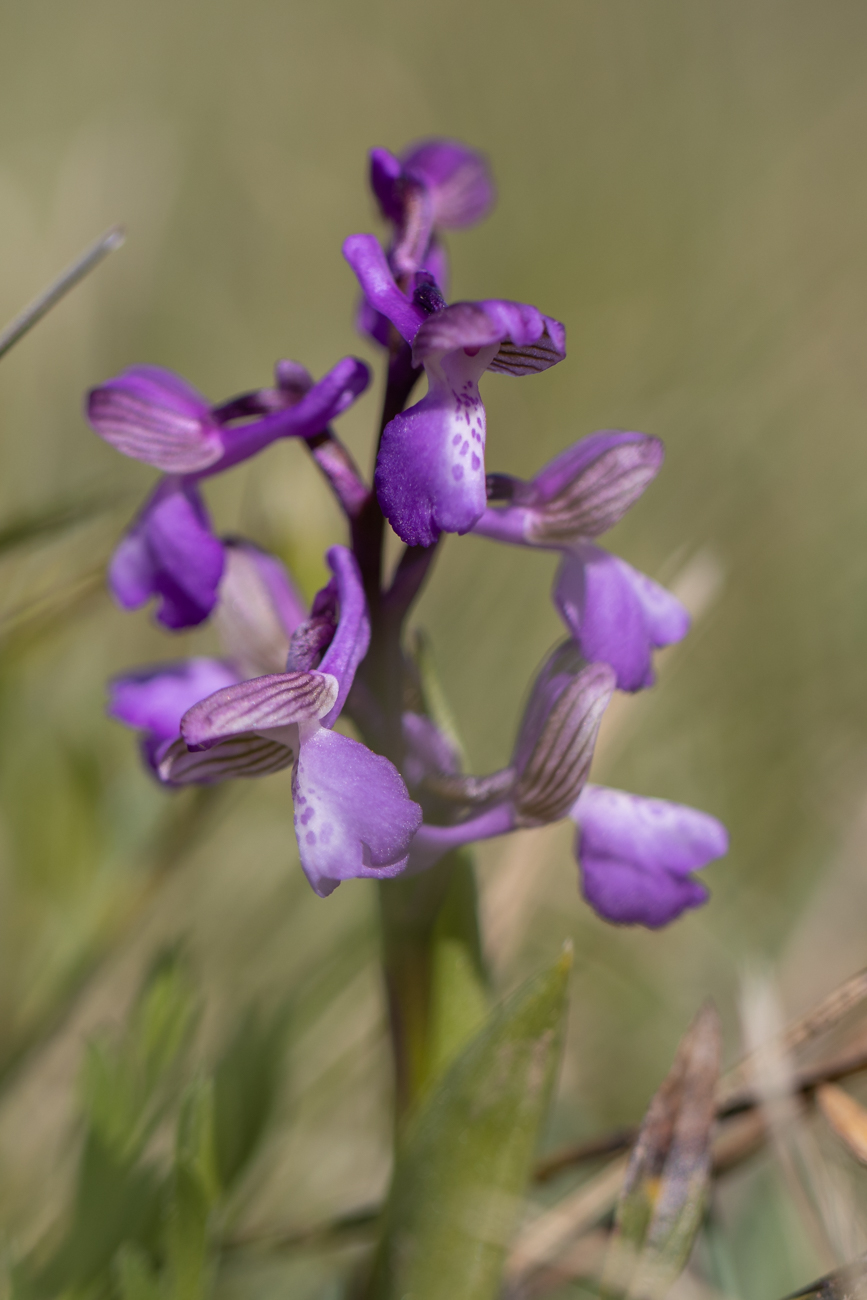 &Uuml;bersehenes Knabenkraut [Dactylorhiza praetermissa]