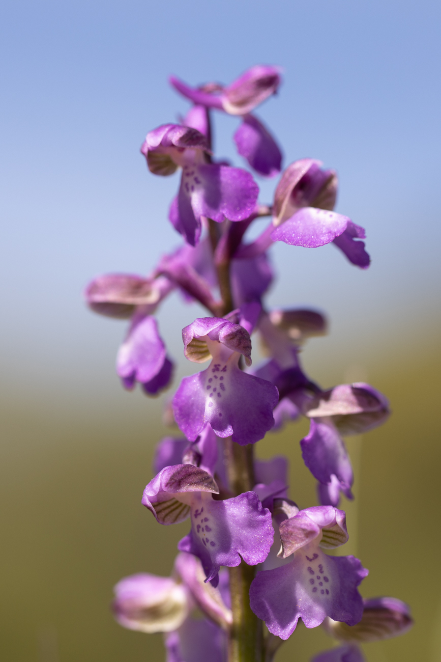 &Uuml;bersehenes Knabenkraut [Dactylorhiza praetermissa]
