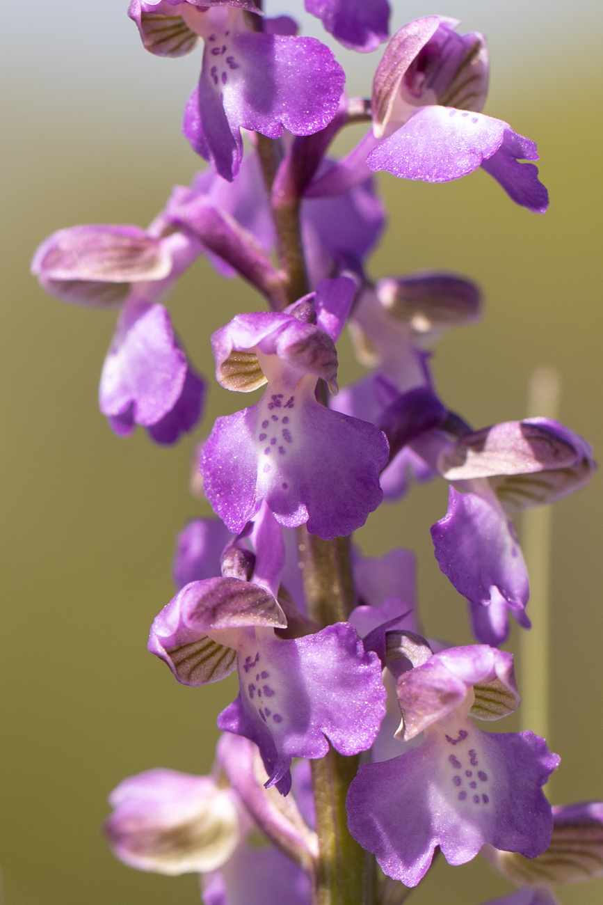 &Uuml;bersehenes Knabenkraut [Dactylorhiza praetermissa]