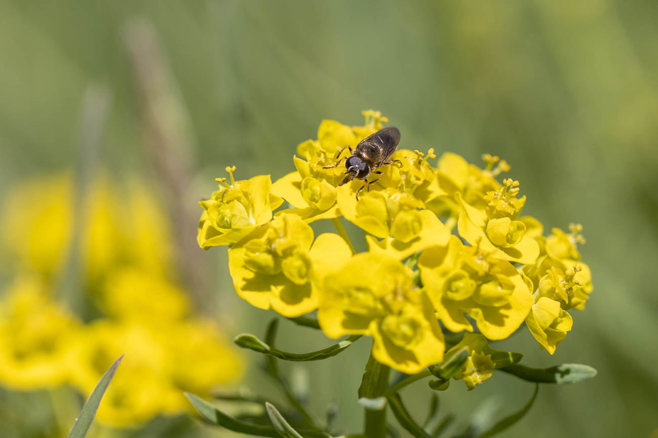 Auf der Suche nach Nektar