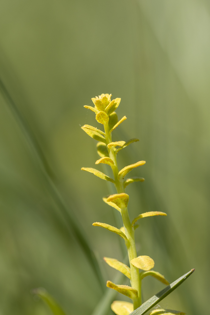 Pflanze nicht bestimmt, wer kennt sie?