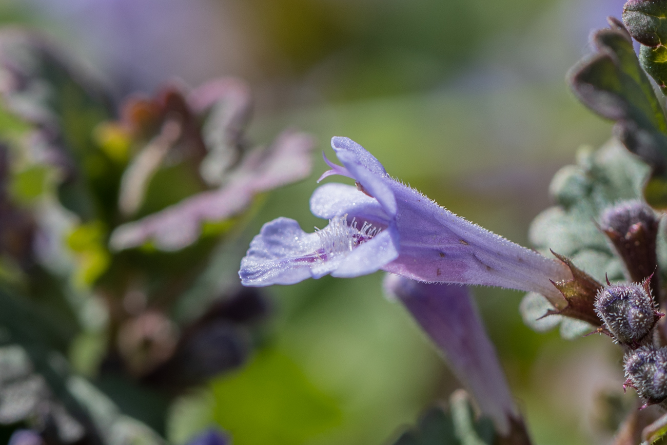 Pflanze nicht bestimmt, wer kennt sie?