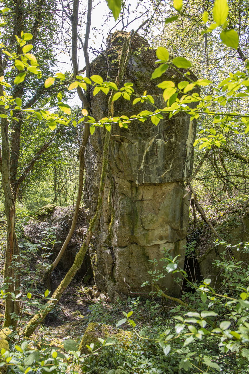 ... sind hier im Wald zu finden