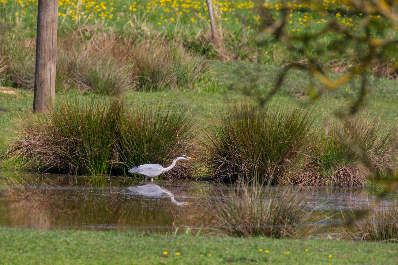 ... dem Graureiher ...