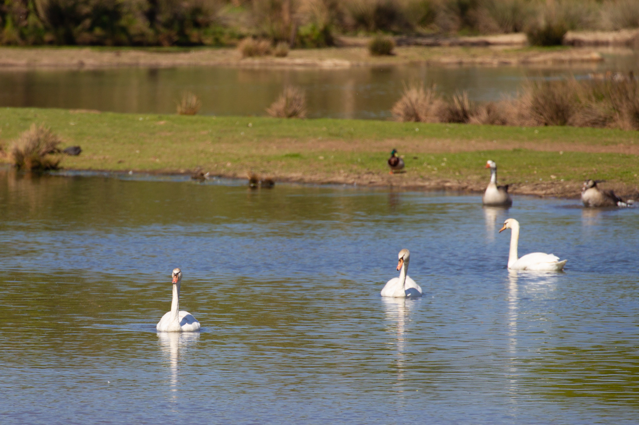 ... und den Schw&auml;nen