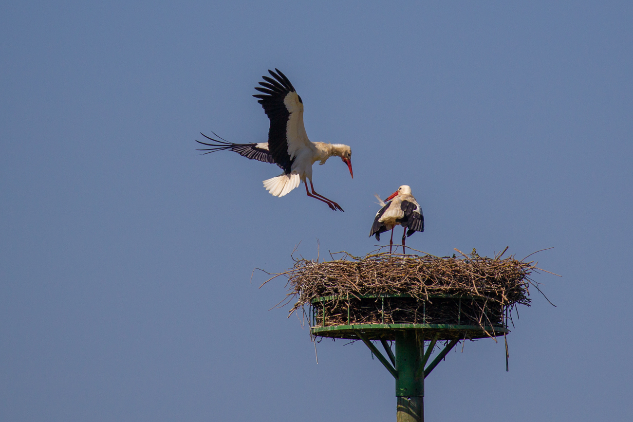 Ich finde die St&ouml;rche faszinierend ...