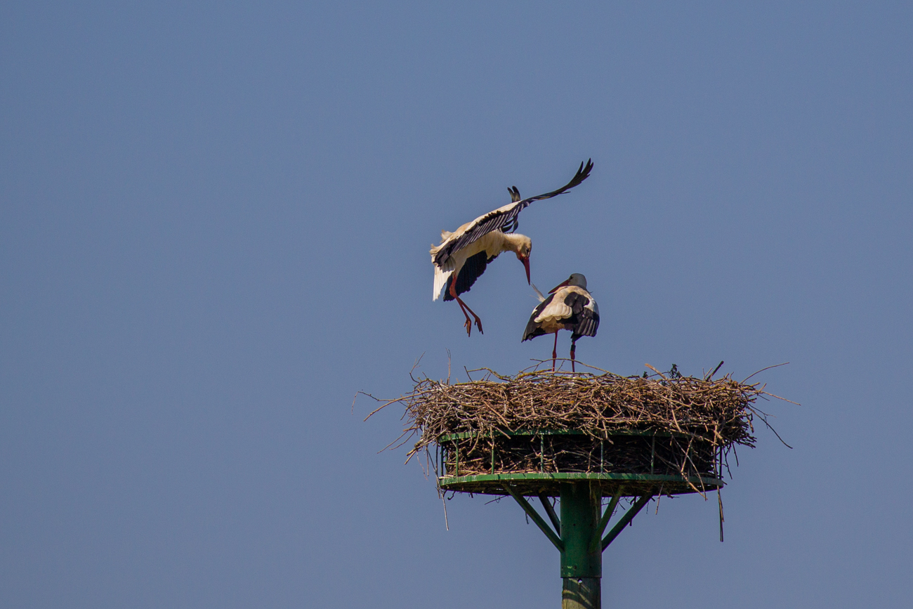 ... und beobachte sie gerne