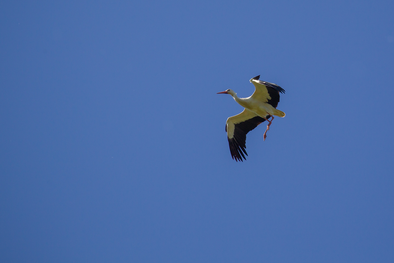 Au&szlig;erdem sind die anderen V&ouml;gel viel zu klein ...