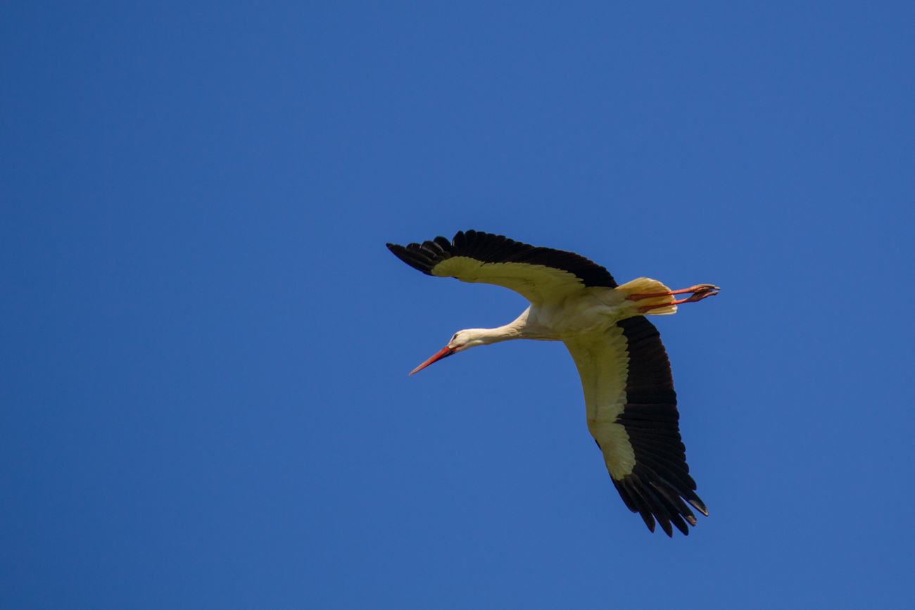 ... um sie auf diese Entfernung ...