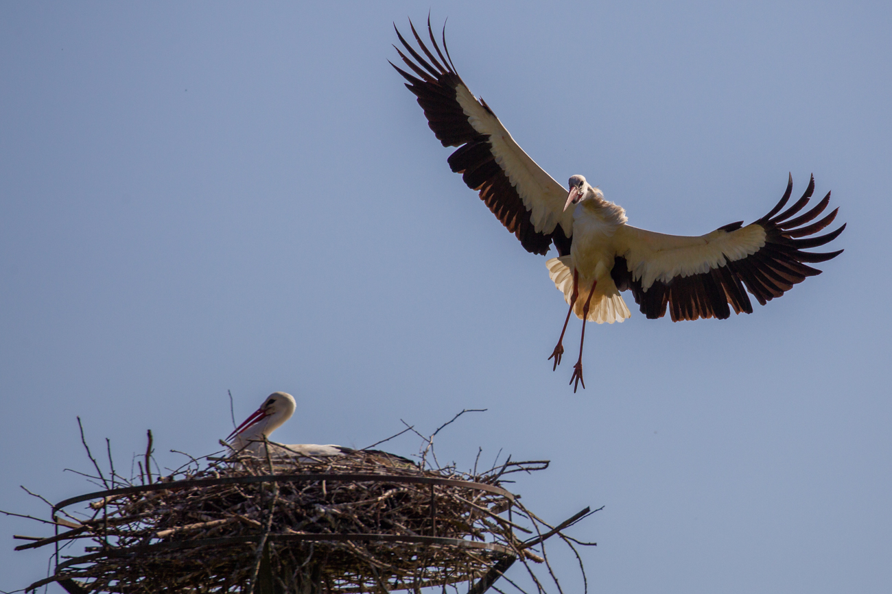 ... bei dem das Tier durch den Wind ...