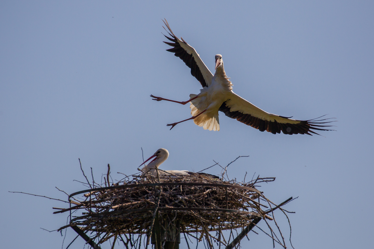 Doch so ein Stunt ...