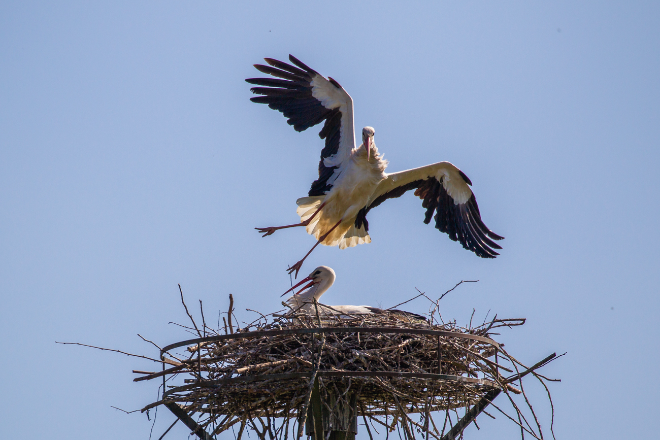 ... beherrscht ein Storch aus dem FF ...