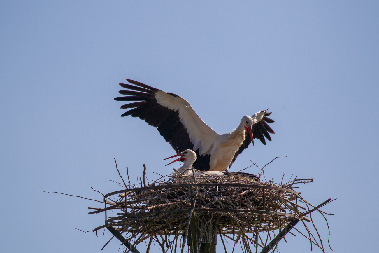 ... und landet sicher