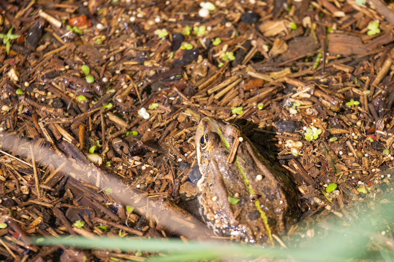 Zum Abschluss noch ein paar Fr&ouml;sche ...