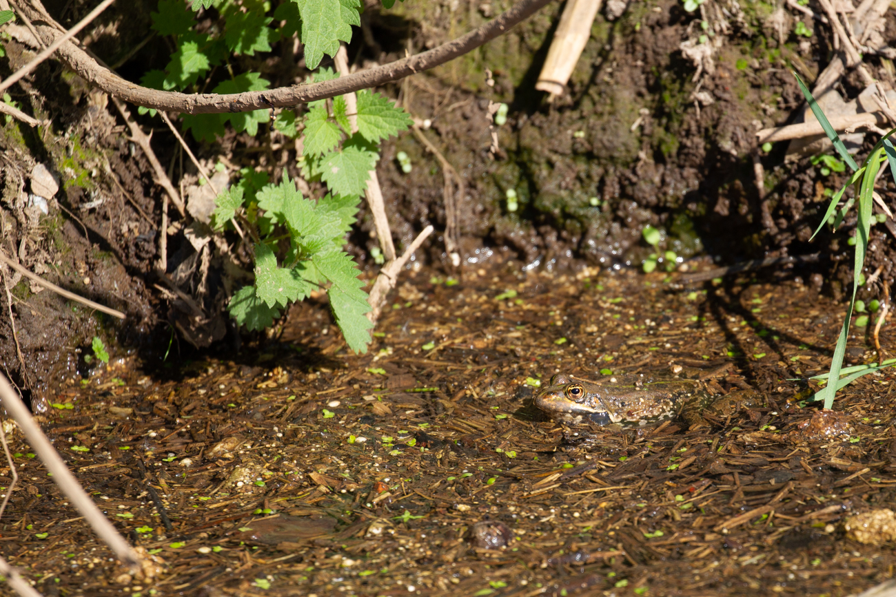 ... die von den St&ouml;rchen noch nicht entdeckt wurden