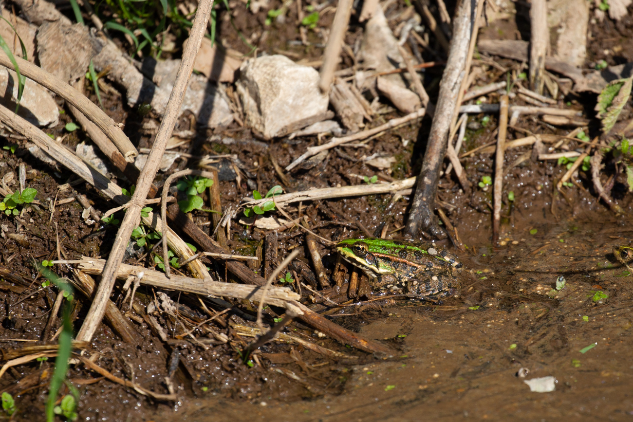Mal sind sie gr&uuml;n ...